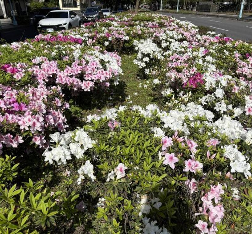 愛國西路杜鵑花景(照片攝於1150316)