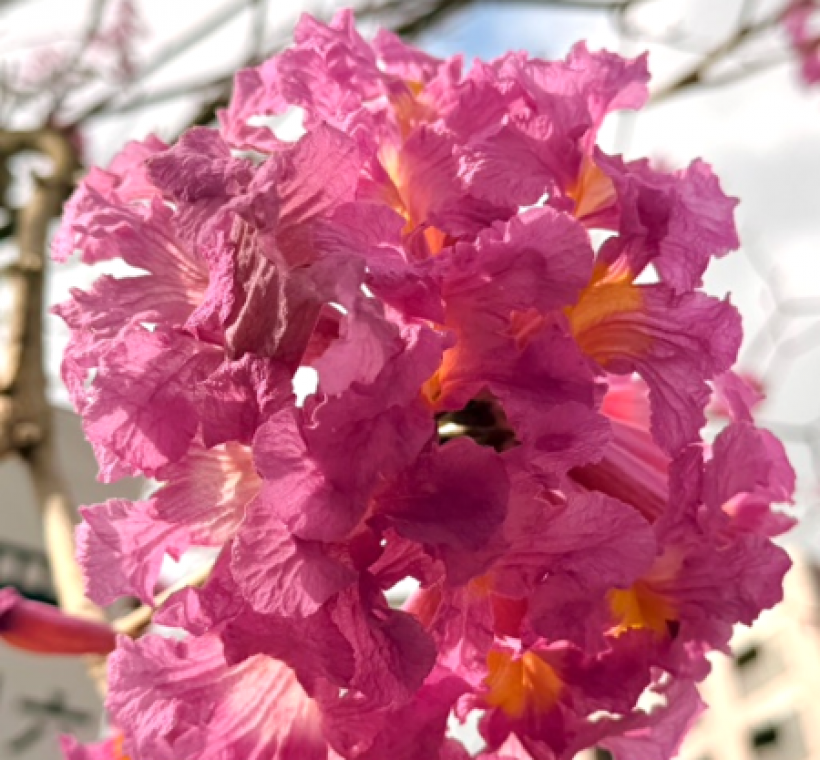 洋紅風鈴木如繡球般的花