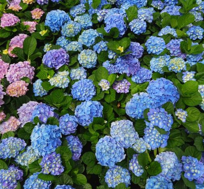 大安森林公園杜鵑花心心8種品系繡球花令人目不轉睛