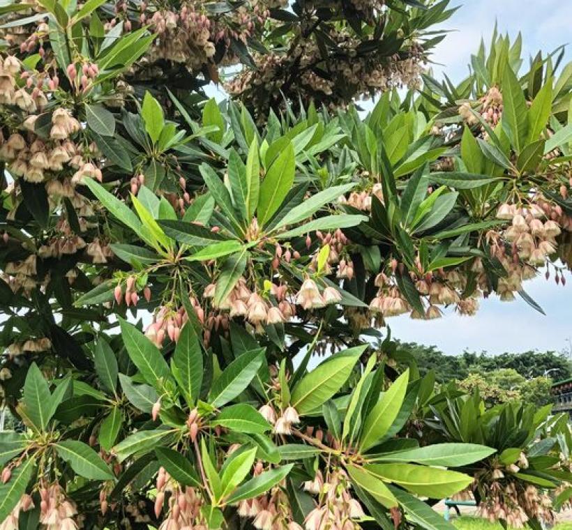 水石榕屬杜英科常綠喬木，生長在河邊和低濕地，常用於園林造景。