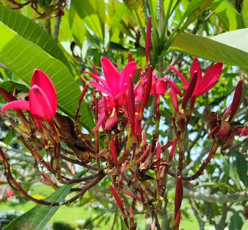  雞蛋花紅花品種則如晚霞般熱情絢麗，花朵綻放枝頭、清香隨風飄散，吸引不少民眾駐足欣賞、拍照留念