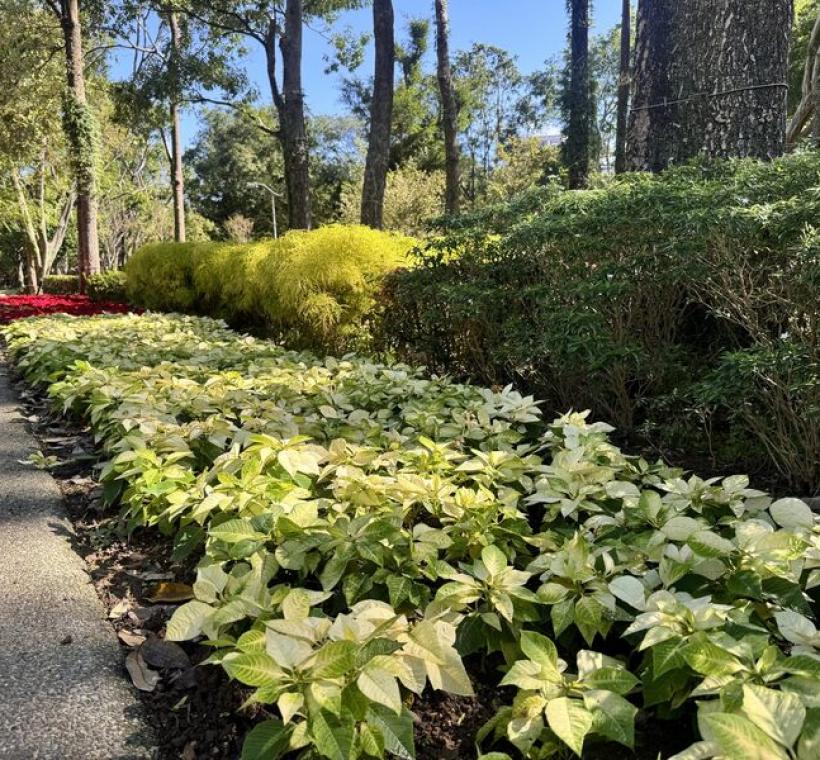 和平東路側大安區區公所對面的公園8號出口有著亮麗葉色的黃色系聖誕紅