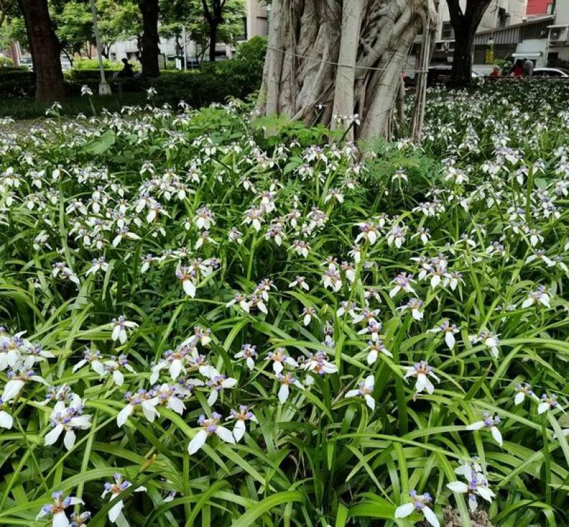 蘭雅1號公園巴西鳶尾壯觀的花況。