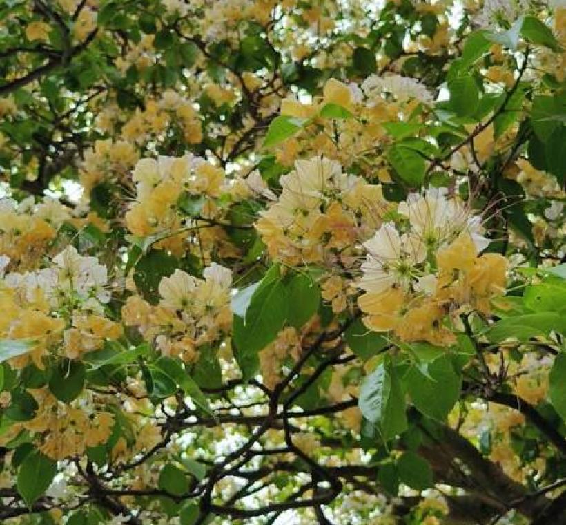 加羅林魚木花朵細長花絲向外綻放，隨風輕動，展現柔美且富層次的自然景觀