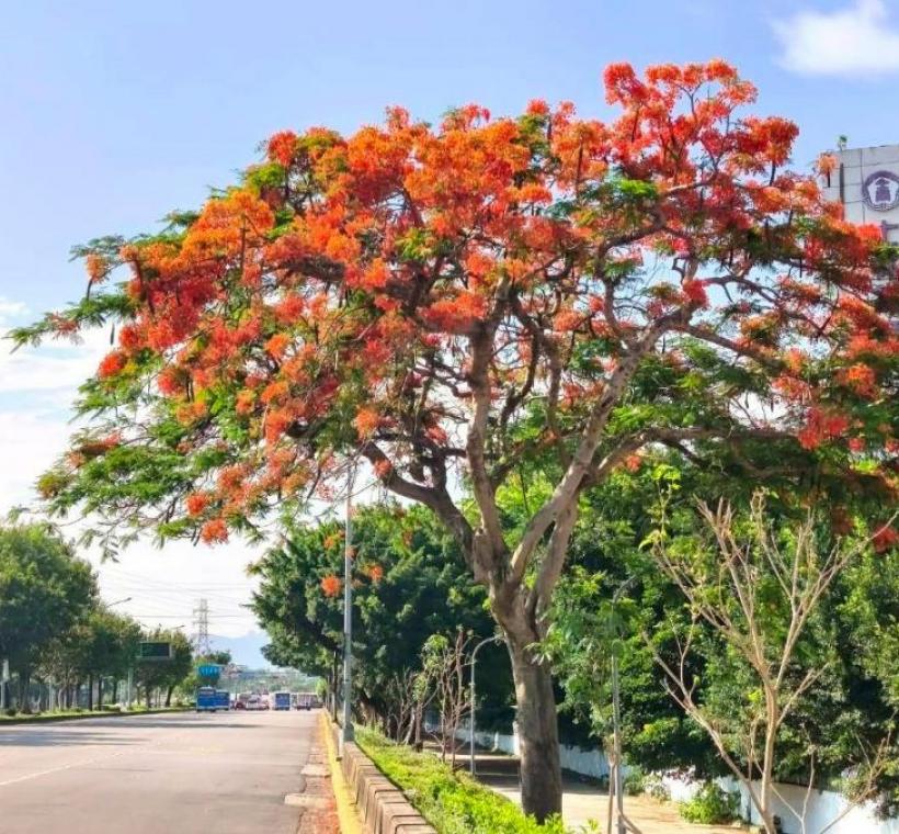 士林131號綠地（陽明高中旁承德路側）已進入全面盛開期，濃烈花景交織成夏日最動人的城市風景