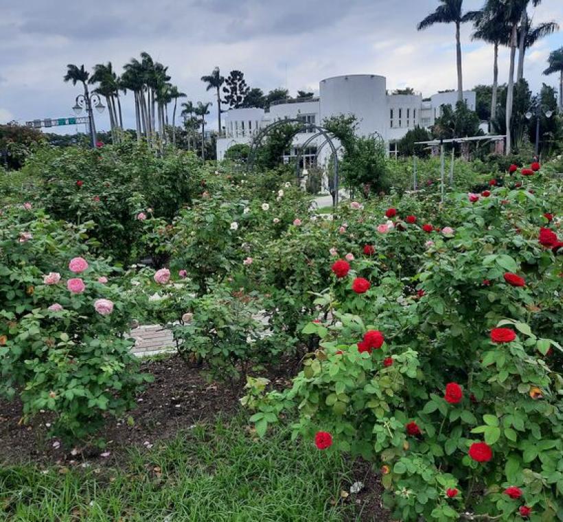 「凱麗」與「苔絲」是育種家花園的亮點。