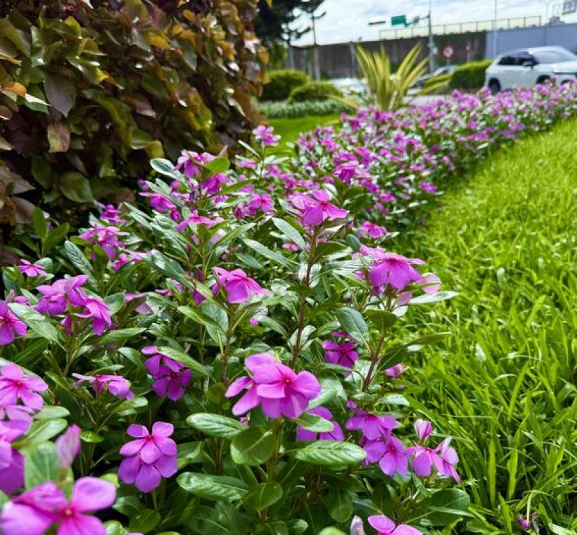 日日春展現繁茂，點綴市區夏日風景！