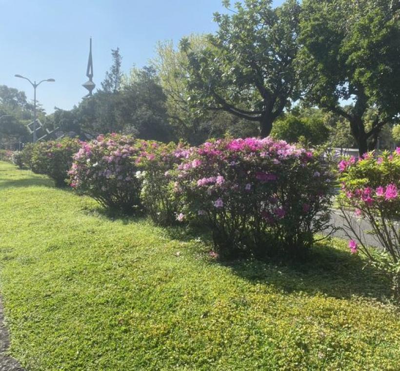 杜鵑花喜疏鬆通透性高、排水好且富含腐植土的酸性土壤。