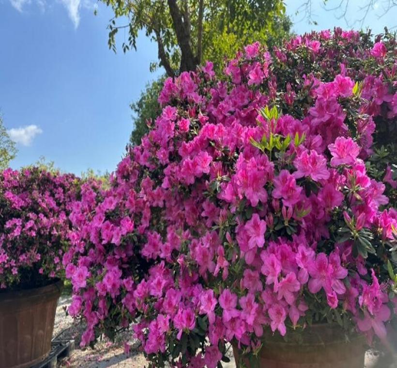 大安森林公園杜鵑花心心旁比成人還高的平戶杜鵑成為視線焦點