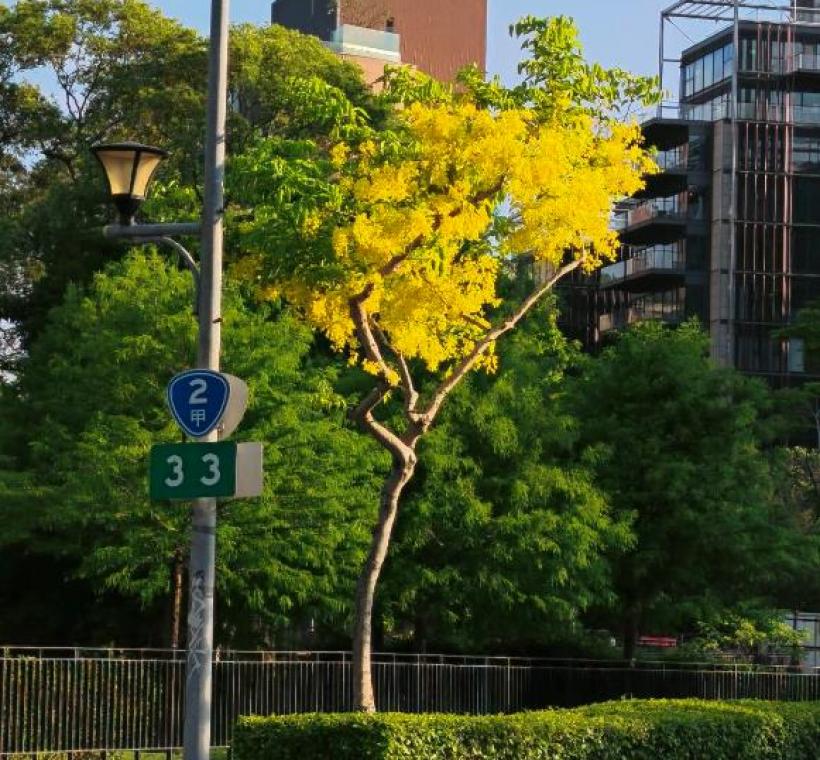 福林路阿勃勒金黃與遍地花影交織而成的夏日風景