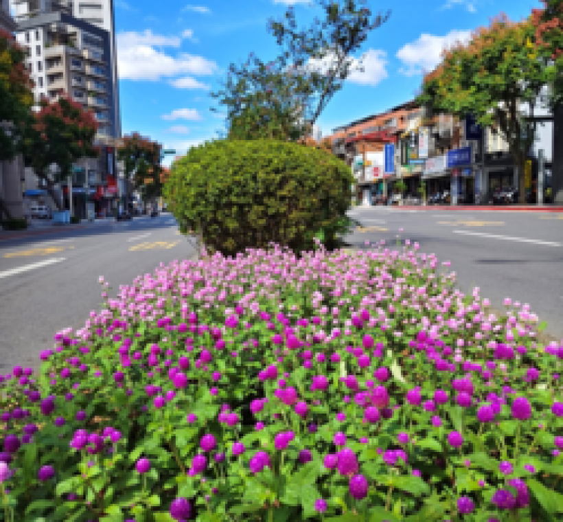 羅斯福路五段上艷麗的千日紅蹤影