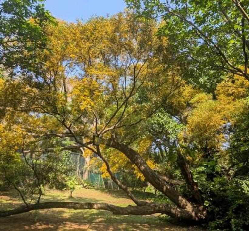 每逢花開，細緻的球形小黃花密集綻放，遠望宛如金色花瀑傾瀉而下