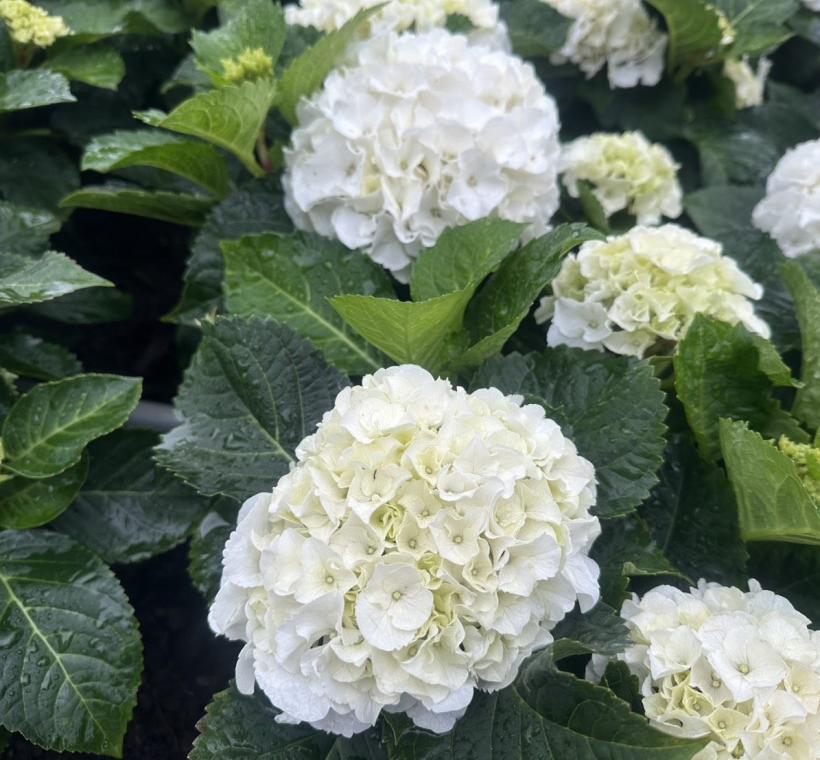 純白色的「ICE BOY」繡球花，您在杜鵑花心心可以找到他的蹤跡