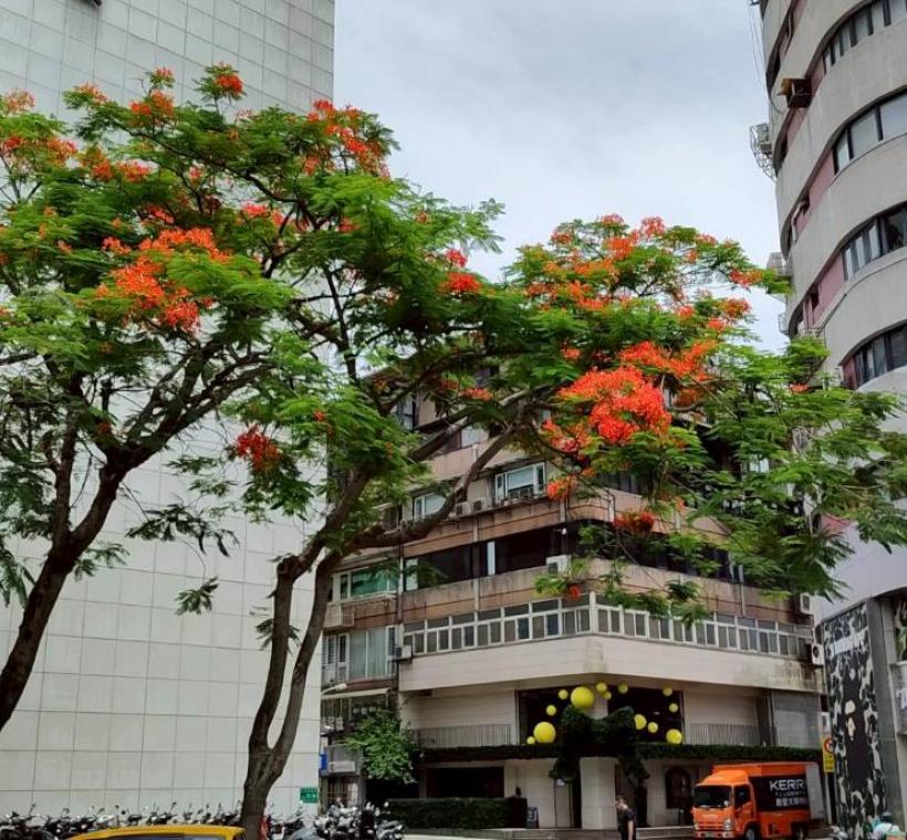 仁愛圓環鳳凰木盛開，濃烈花景交織成夏日最動人的城市風景