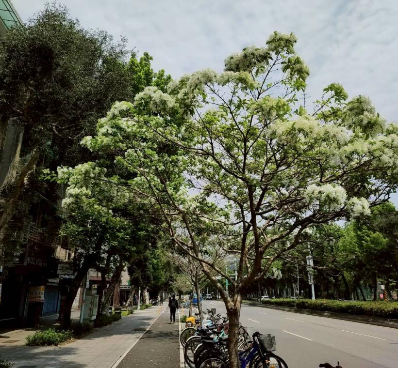 新生南路盛開流蘇為妝點北市市容