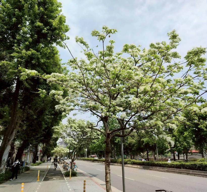 流蘇因其細長潔白的花瓣，微風吹拂時猶如古代仕女服飾上的流蘇點綴般婉約而得名。