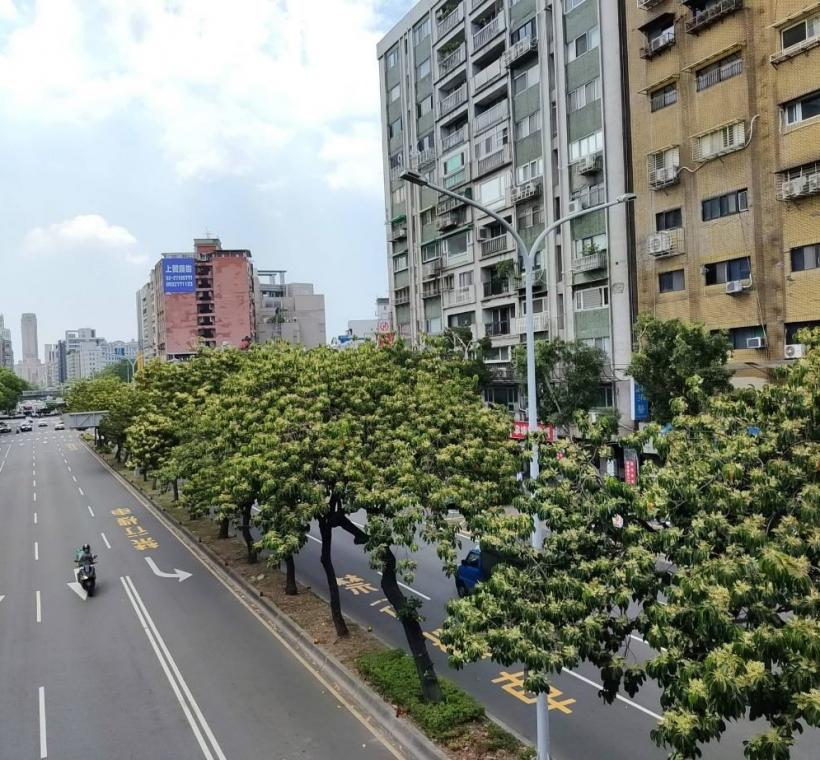 (圖20) 走進和平東路二段，從新生南路至復興南路之間的中央分隔島，一株株錫蘭橄欖正悄然綻放細緻潔白的小花