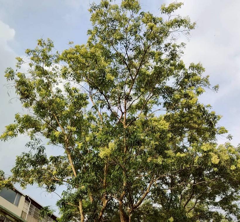 臥龍街光蠟樹則在人行道旁盛開，在日常生活場景中展現恬靜之美