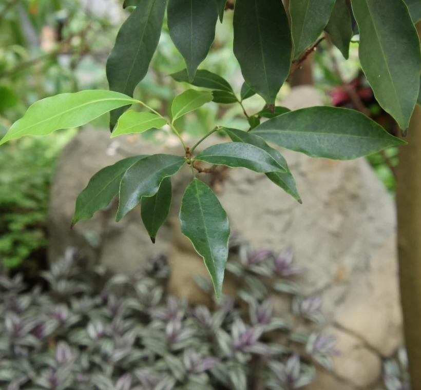 石苓舅的葉片有多種不同的型態。