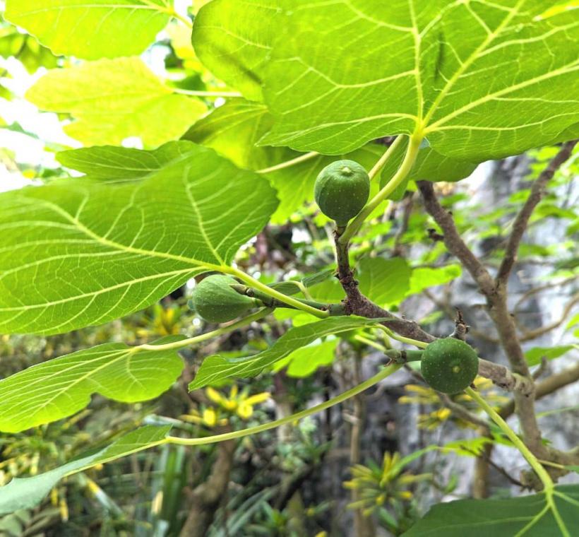 圖1臺北典藏植物園入口區往內走，抬頭就可以看到無花果樹結了許多果實。