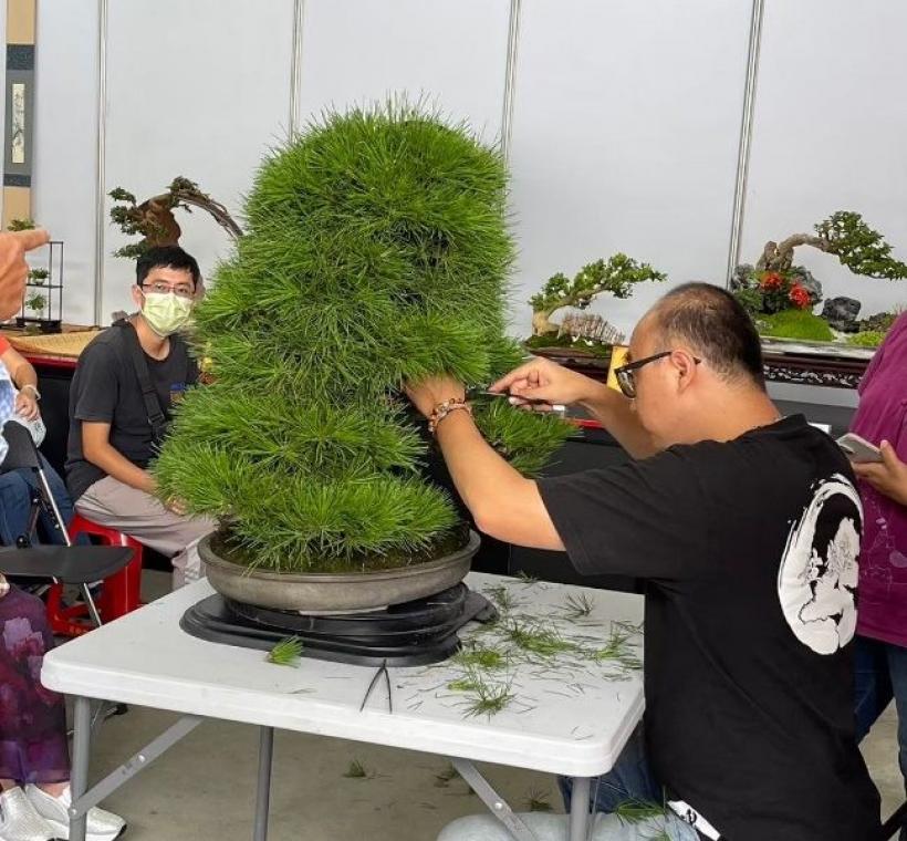從澆水道修剪，跟著專家一起輕鬆掌握盆栽秘訣
