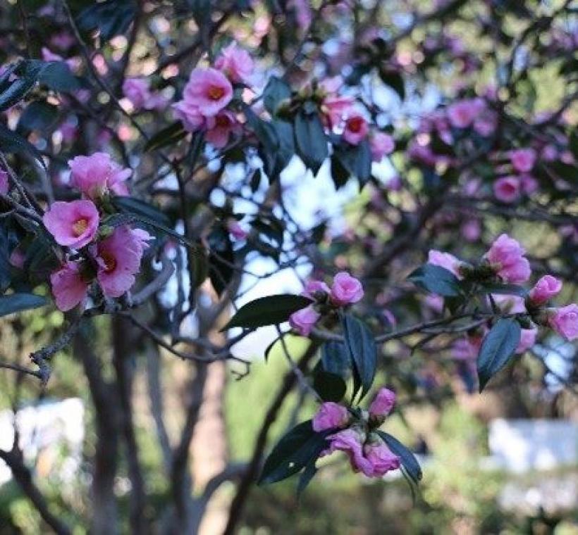 茶花