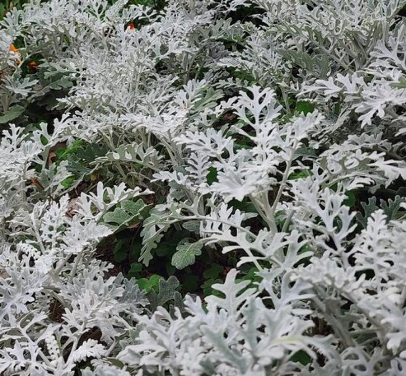 銀葉菊以細緻銀白葉片鋪陳景觀基底，提升整體綠美化質感