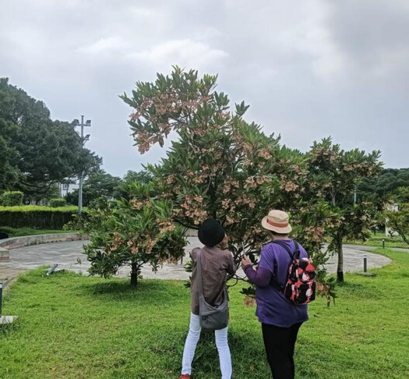 水石榕樹下不時可以捕捉到民眾拍攝花況身影。