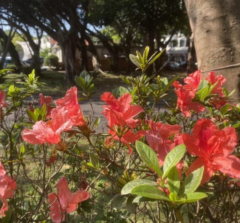 平戶杜鵑-大紅，橘紅色花朵如暖陽般明媚，熱烈璀璨。