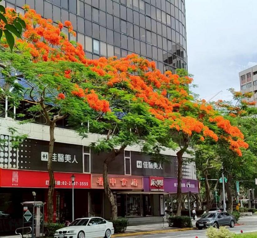 仁愛圓環鳳凰木盛開，濃烈花景交織成夏日最動人的城市風景