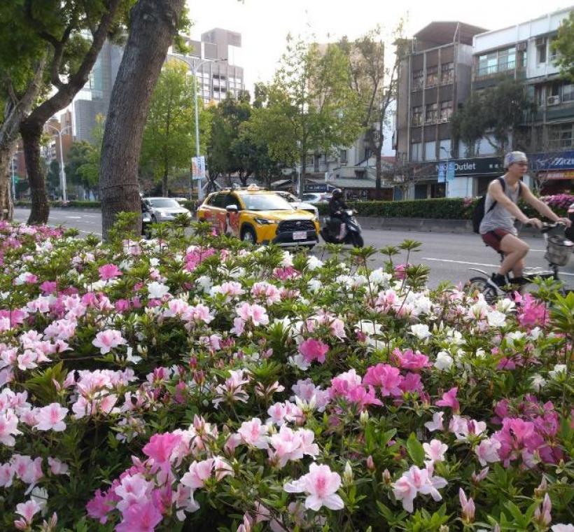 臺灣大學一旁新生南路上杜鵑花花海