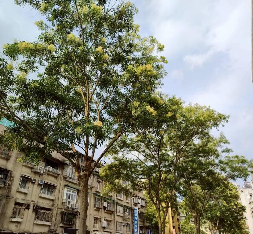 臥龍街光蠟樹則在人行道旁盛開，在日常生活場景中展現恬靜之美