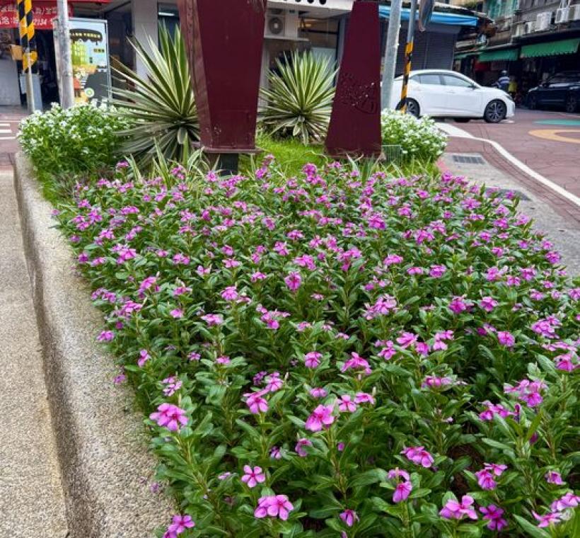 延平北路三段花臺，龍舌蘭挺立於日日春後方，增添立體感與造型特色