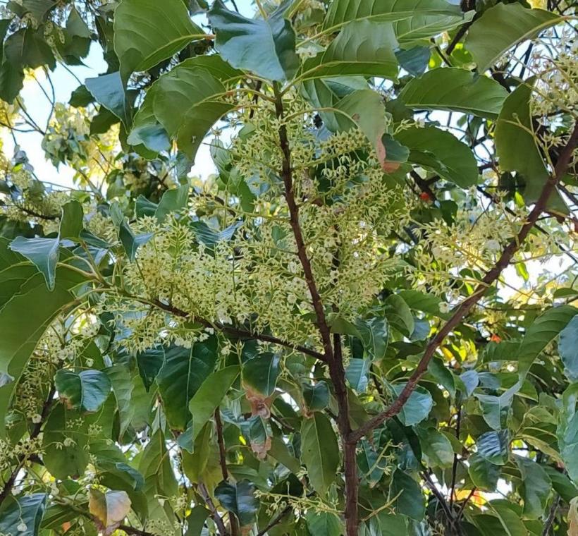(圖11) 錫蘭橄欖雖然花冠徑1公分，不過每花軸可著生60枚小花，近看非常壯觀