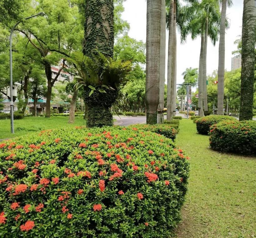 仁愛路3段矮仙丹花迎風盛放，彷彿將夏日的熱情凝聚成一團團絢麗花火，在道路分隔島、綠帶及街角綠地綻放耀眼光彩