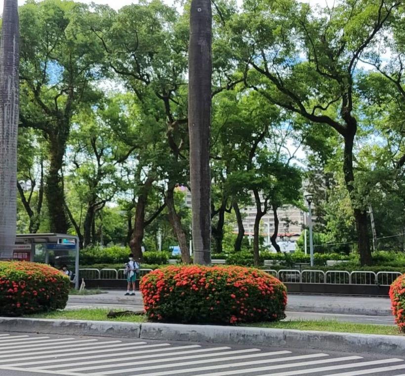  仁愛路3段矮仙丹花迎風盛放，彷彿將夏日的熱情凝聚成一團團絢麗花火，在道路分隔島、綠帶及街角綠地綻放耀眼光彩