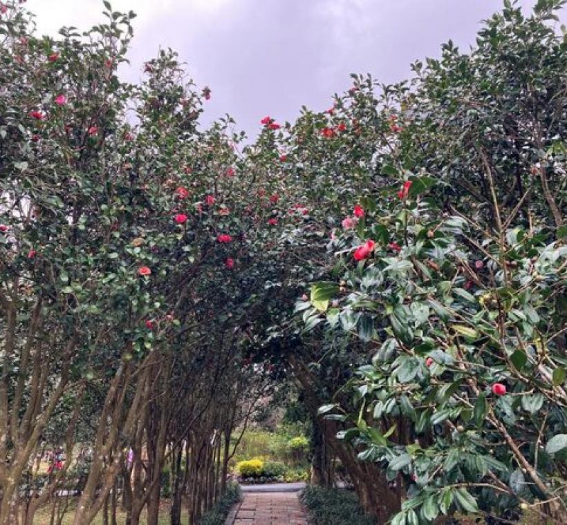 美麗的茶花隧道是台北茶花展不可錯過的重要觀賞重點