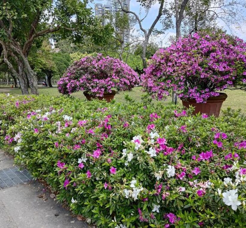 杜鵑花生長強健，除地植外也適合盆栽。