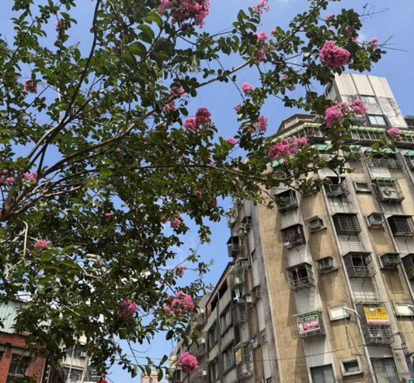貴陽街仰望紫薇花現藍天白雲中