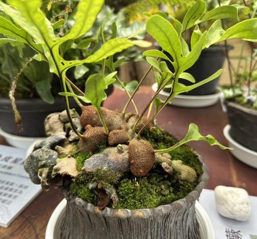 「橘皮蟻蕨」在肉質走莖上佈滿了橘褐色的鱗片，質感及色澤極像乾燥的橘子皮