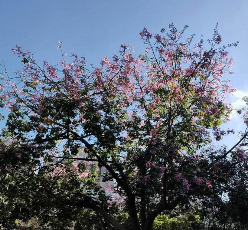 秋意漸濃，臺北街頭卻迎來一場美人樹繽紛的秋日花景(文德1號綠地)