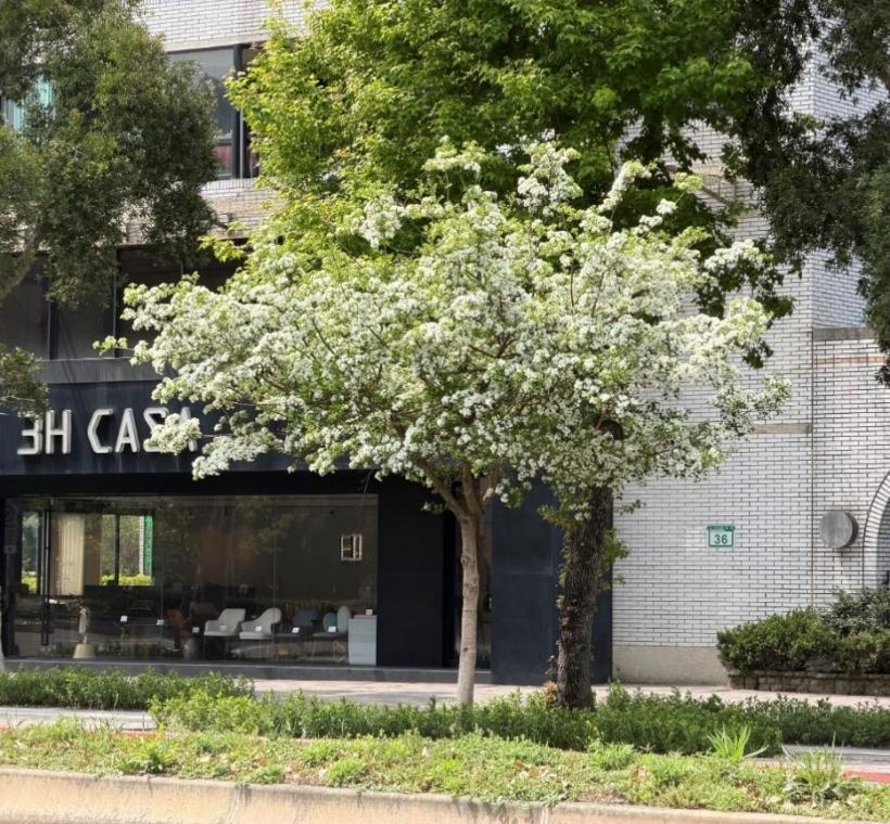 新生南路三段流蘇樹雪白花季悄然登場，在都會建築背景襯托下，展現靜謐而脫俗的春日律動