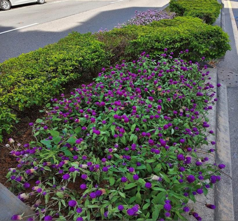 拼色的千日紅搭配黃金金露華，邀請市民朋友發掘生活周邊悄悄綻放的美好。