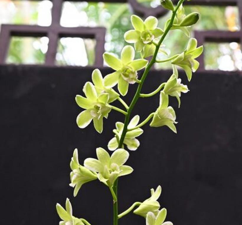 綠色花瓣搭配白色邊緣，彷彿彩筆輕刷的「綠潑」秋石斛，清新脫俗