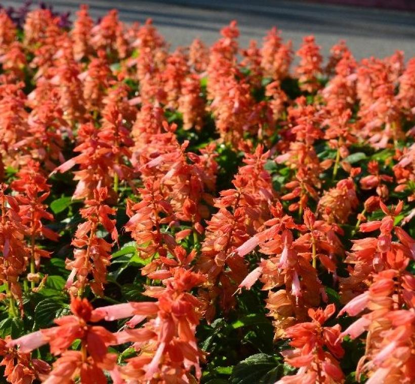 仁愛路成片鮭紅色一串紅