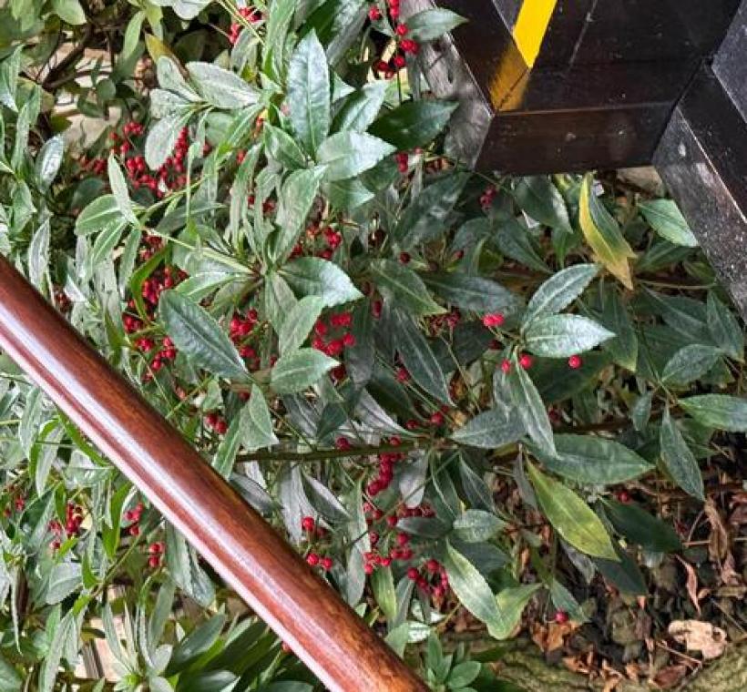 「硃砂根」就藏身在「溫帶植物區」，因為植株低矮，必須要蹲下才能一賞它的丰采。