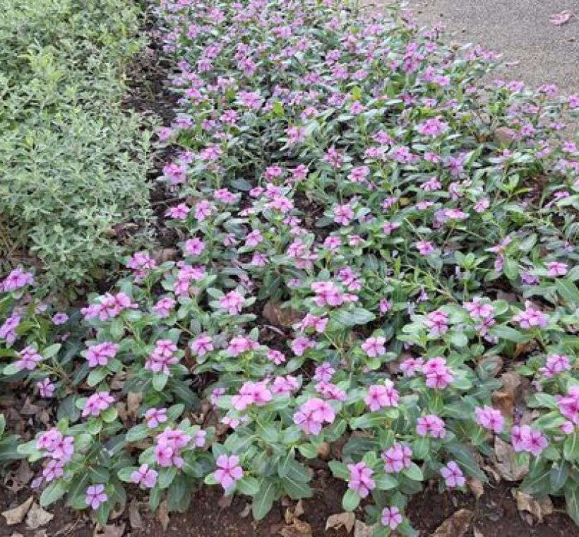 粉紅日日春浪漫粉嫩。
