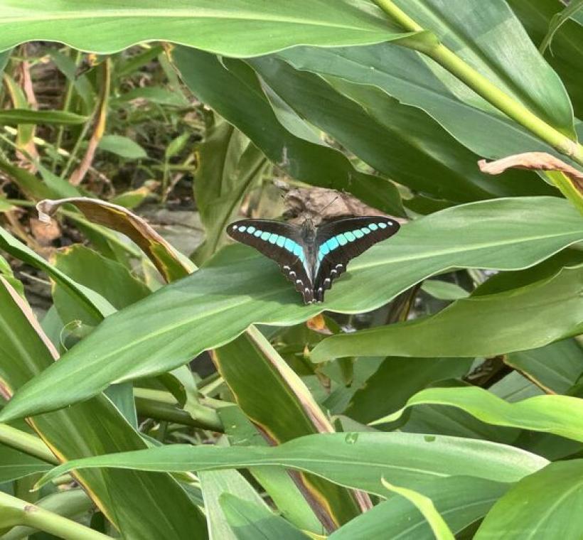 公園內也還有許多生態小精靈等著大家發掘