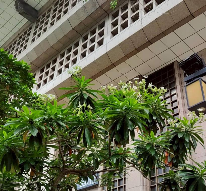 臺北車站北側臨市民大道一段綠帶的海檬果已進入盛花期