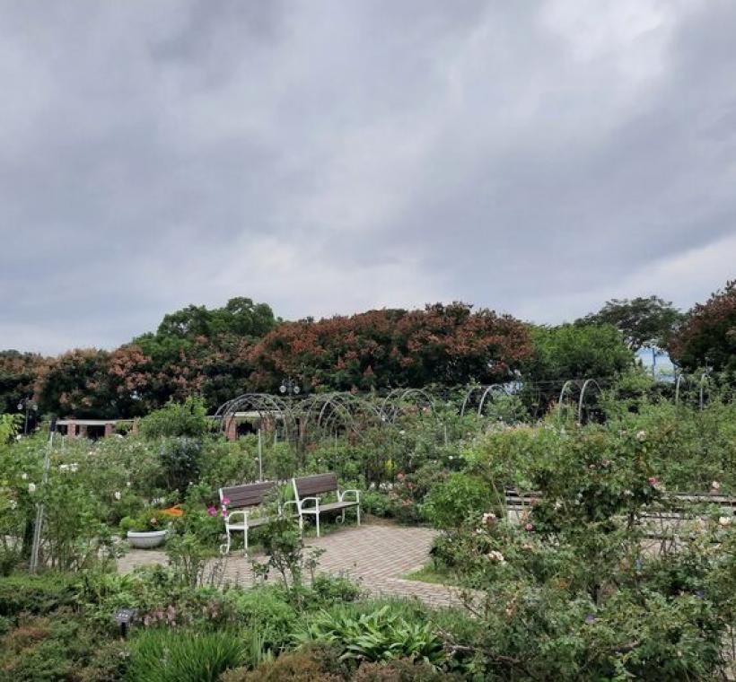 五彩玫瑰園種植多株臺灣欒樹，樹上果實已從秋季的鮮紅色轉為乾枯的紅褐色或褐色。